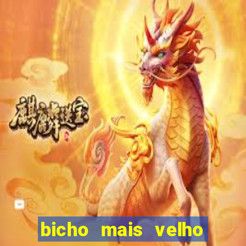 bicho mais velho da loteria dos sonhos